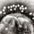 Science-publicatie TU Delft over eeuwige oorlog tussen bacterie en virus