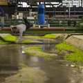 10,000 Plastic plants in the waterlab of TU Delft
