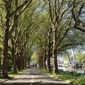 Planted avenues. On the inseparable relationship between trees and roads