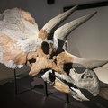 Triceratopsschedel ‘Skull 21’ tentoongesteld