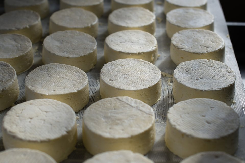 Rounds of fresh cheese draining